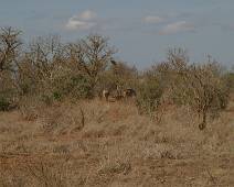 133_3336_E Tsavo East - Het eerste wild in het vizier.