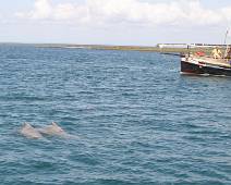 137_3716_E Wasini Island - dolfijnen