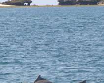 137_3730_E Wasini Island - dolfijnen
