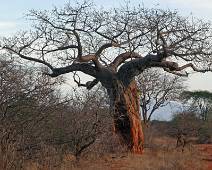 134_3481_E Rhino Sanctuary - Boabab, een boom met karakter