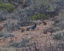 165_6562_E Bryce Canyon: locale fauna