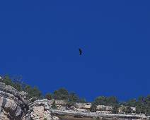 172_7261_E Bright Angel Trail: Condor bij zijn ochtendwandeling