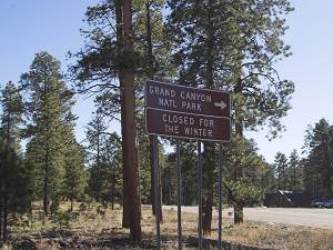 Kaibab Forest