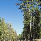 170_7055_E Kaibab Forest: de oude US89 slingert zich kilometers ver tussen de Douglas sparren.