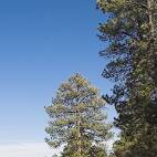 170_7058_E Kaibab Forest: Langs Alt US89