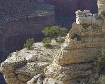 172_7206_E Grand Canyon: mini-boomgaard met maxi-rust