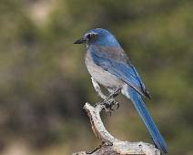 172_7214_E Grand Canyon: Blue Mountain Bird