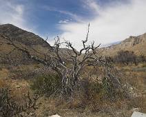 152_5228_E Guadalupe Mountains: de winter 2006 was zeer droog, niet iedereen zal het overleven.