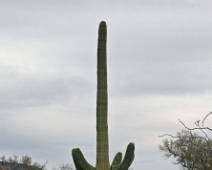 148_4859_E Organ Pipe NP: solitaire Saguaro cactus