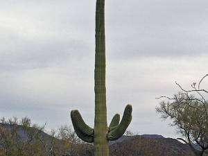 Flora Kleine, dikke, dunne, lange ... Cactusjes
