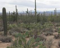 149_4957_E Saguaro NP: een cactus met Mickey oren