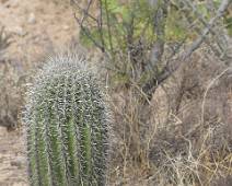 149_4964_E Saguaro NP: Vermomde waterkraan met stekeltjes