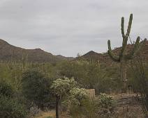 149_4946_E Saguaro NP: Een Saguaro cactus is een grote, levende watertank.