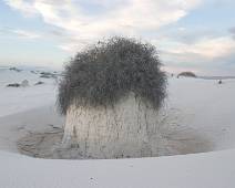 155_5514_E White Sands: De boom houdt het zand stevig rond zich vast. De wind heeft er vrij spel rondom.