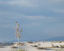 161_6130_G White Sands: Om te kunnen overleven maakt deze planten zijn zaadstengels heel hoog zodat ze niet onder het zand komen.