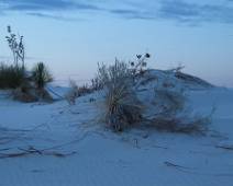 162_6200_G White Sands: Leven en dood, de zaadstengels breken snel door de wind en dan kan de plant enkel afsterven