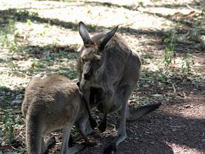 Wilpena Pound | In en om het visitor center, met meer kangoeroes dan toeristen