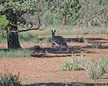197_9791_E Ah, eindelijk na zoveel dagen Australië komen we onze eerste echte kangoeroe tegen