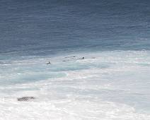 201_0175_E Cape du Couedic - surfende zeehonden