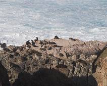 201_0180_E Cape du Couedic - zonnende zeehonden