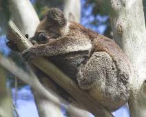 201_0107_E Mensen hebben een hangmat, een koala een simpele tak