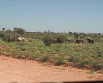 204_0416_E Wilde paarden. Enkele kilometer verder was het menens met een kudde die zonder kijken overstak.