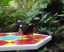 101_0875_V Sydney Aquarium: speeltuin voor vlinders