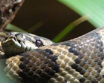 101_0887_V Sydney Aquarium: gelukkig zit er glas tussen, een van de gevaarlijkste Australische slangen