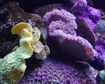 101_0863_V Sydney Aquarium - koraal