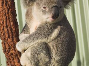 animalia Een tweede bezoek aan het Sydney Aquarium, nu voor de dieren. Sandra was niet weg te slaan van de koala.