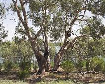 195_9593_E Hattah-Kulkyne - Meertje met eucalyptus