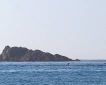 224_2412_E Crescent Bay: spelende dolfijn of opgejaagde zeehond?
