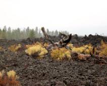 101_1187_L USFS Newbury Volcanic Monument: lava is heel vruchtbaar maar een droge zomer kan voor iedereen er teveel aan zijn.
