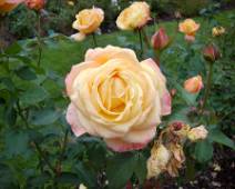 101_1194_L Portland Rose Garden