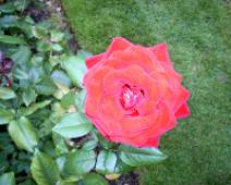 101_1199_L Portland Rose Garden