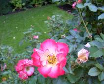 101_1202_L Portland Rose Garden