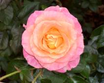 101_1204_L Portland Rose Garden