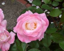 101_1209_L Portland Rose Garden