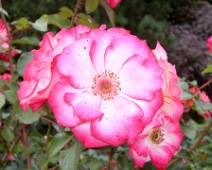 101_1216_L Portland Rose Garden