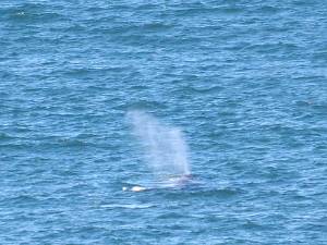 walvis Zowel langs de Oost- als de Westkust van de VS trekken in de zomer walvissen voorbij. Wij hadden geluk en zagen eind...
