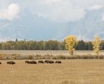 100_0485_F Willow Flats - bizons in de herfst