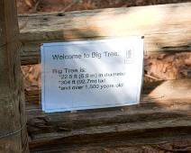 100_1061_F Redwood NP: Big Tree..