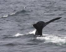 100_2641_F Gelukkig voor de mossels kunnen walvissen niet aan hun staart krabben
