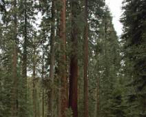 F00_4303 Eindelijk onze eerste sequoia's, op weg naar de General Sherman