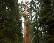 F00_4500 Sequoia's sterven staand, tot ze omvallen.