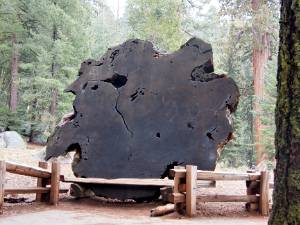Giant Forest Sequoia's kunnen maar in speciale omstandigheden groeien. De grootste vind je in het Giant Forest.