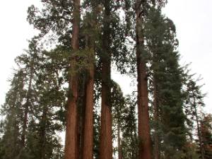 Grant Grove In Giant Forest vind je dan wel de meeste sequoia's, in Grant Grove staan er ook een aantal hele grote en dikke. En...