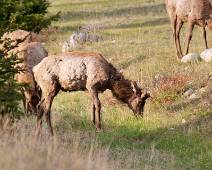 E01_5126 Tussen winter en zomer - de dikke wintervacht hangt nog in plukken aan de kariboes.