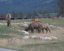 E01_5136 Jasper ligt midden in het Nationaal Park en de kariboes laten dat duidelijk merken. Zij zijn hier baas.