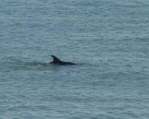 S00_1271 En daar is ook de dolfijnfamilie